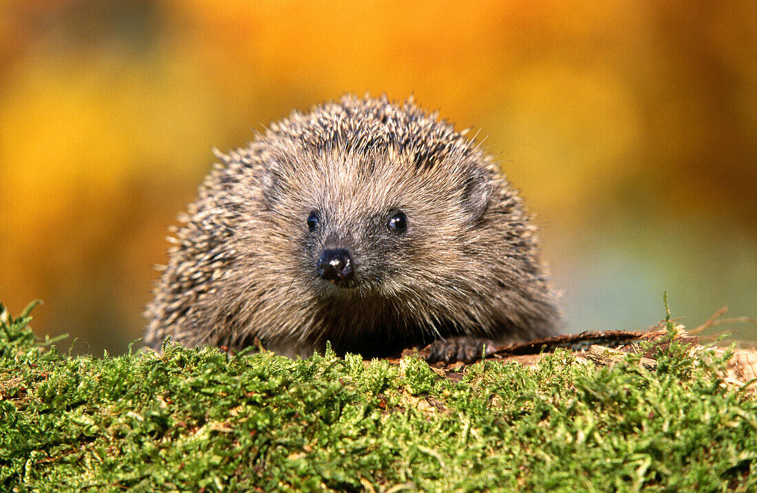 Hedgehog (Erinaceus europaeus) Germany