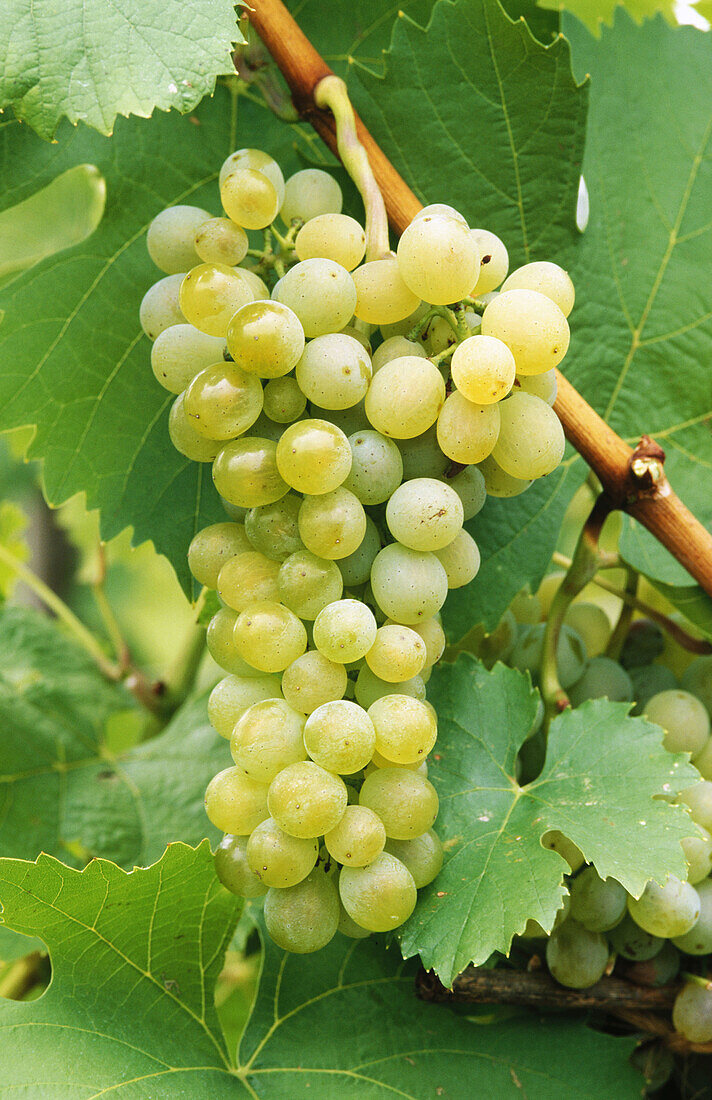 Wine grapes