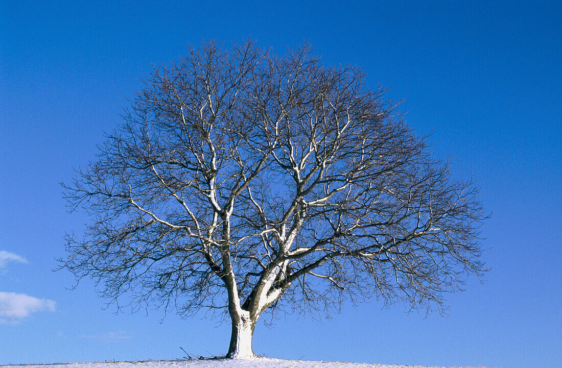 Walnut tree in winter. Steigenwald. Bavaria. Germany