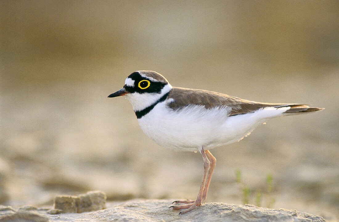 Little-ringed Plover (Charadrius dubius). Steigerwald. Bavaria. Germany (May)