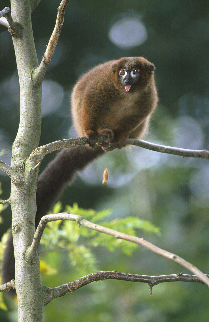 Red-bellied Lemur (Eulemur rubriventer). Madagascar