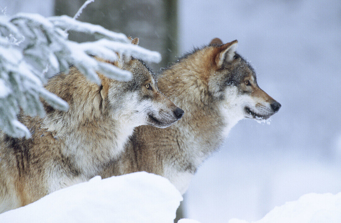 Wolves (Canis lupus). Bayerischer Wald National Park. Germany.