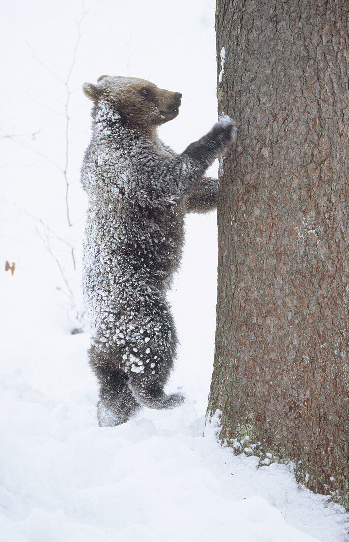 Brown bear (Ursus arctos). Bayerischer Wald National Park. Germany.