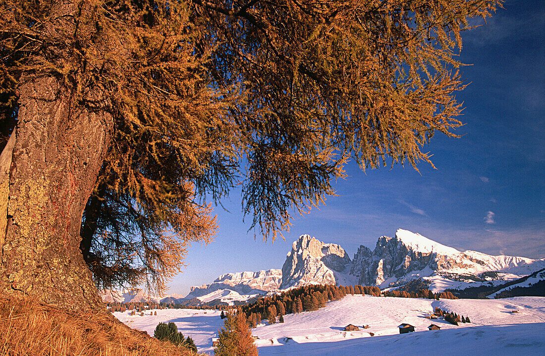 Seiser Alm (Alpe di Siusi). Langkofel mountain (Sasso Lungo). South Tirol. Dolomites. Italy.