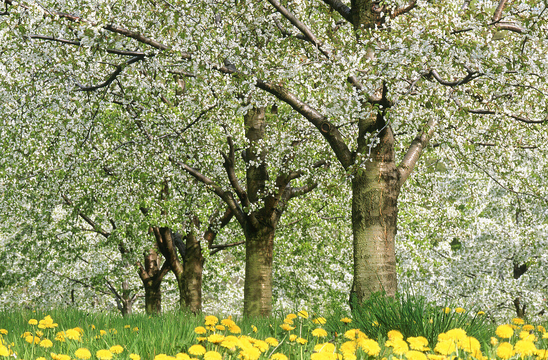 Cherry trees near Rhine valley. Baden-Württemberg, Germany