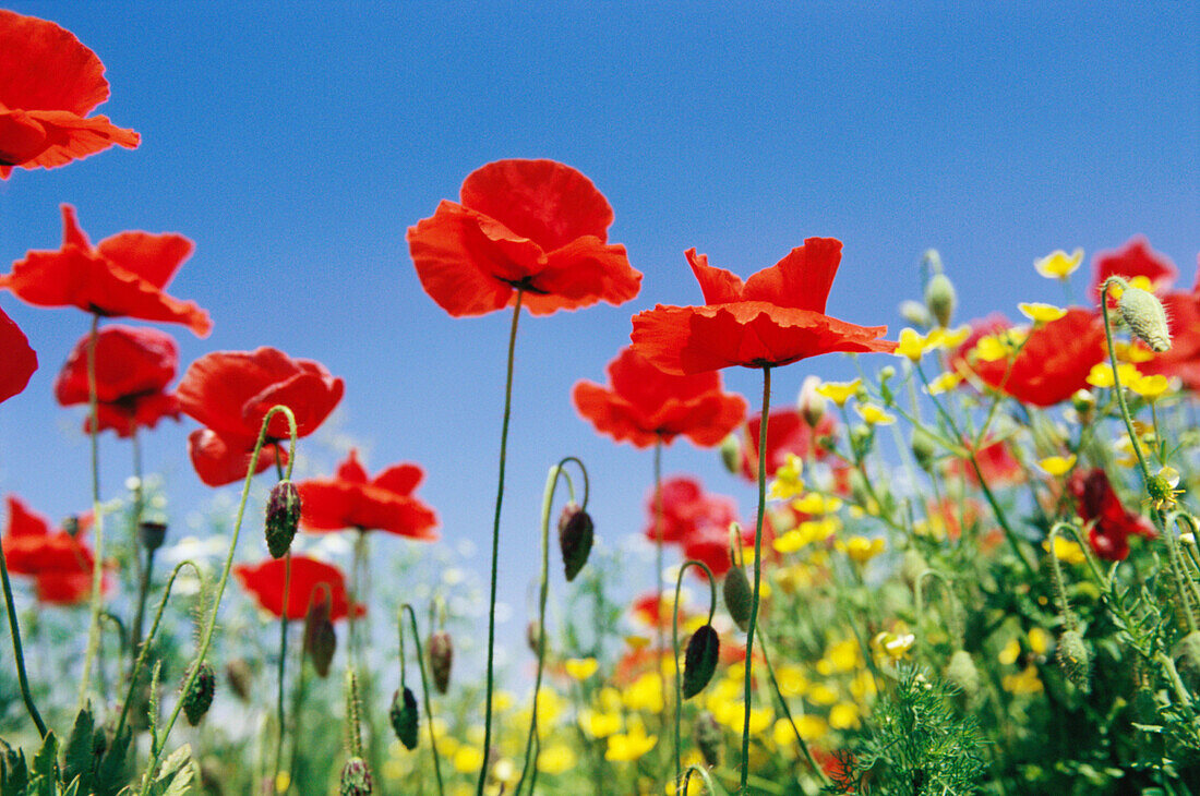 Flower meadow with common poppy (Papaver rhoeas) near Parma. Emilia-Romagna. Italy.