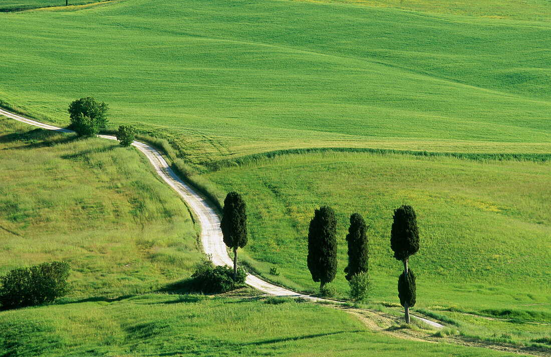 Way with cypress trees near Pienza. Val d Orcia. Siena province. Tuscany. Italy.