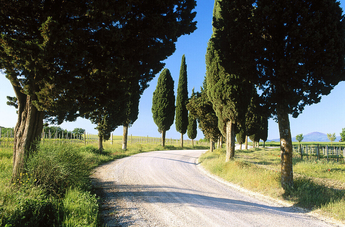 Street with cypress trees. Val d Orcia. Siena province. Tuscany. Italy.