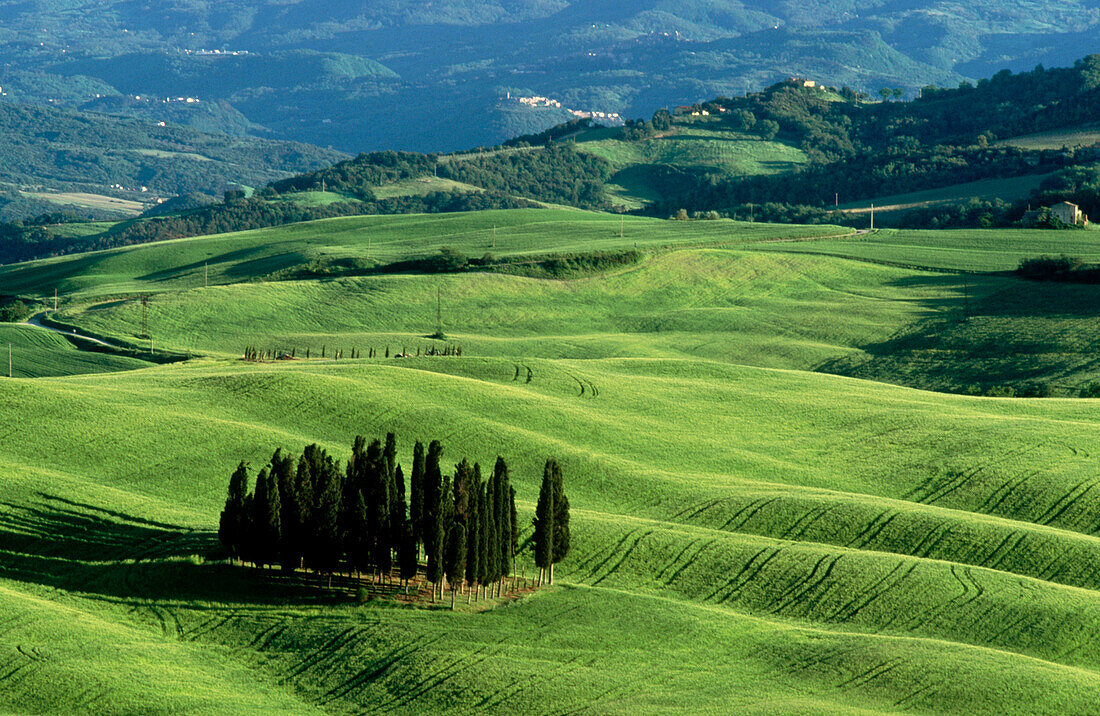 Cypress trees in Tuscan field. Val d Orcia. Siena province. Tuscany. Italy.