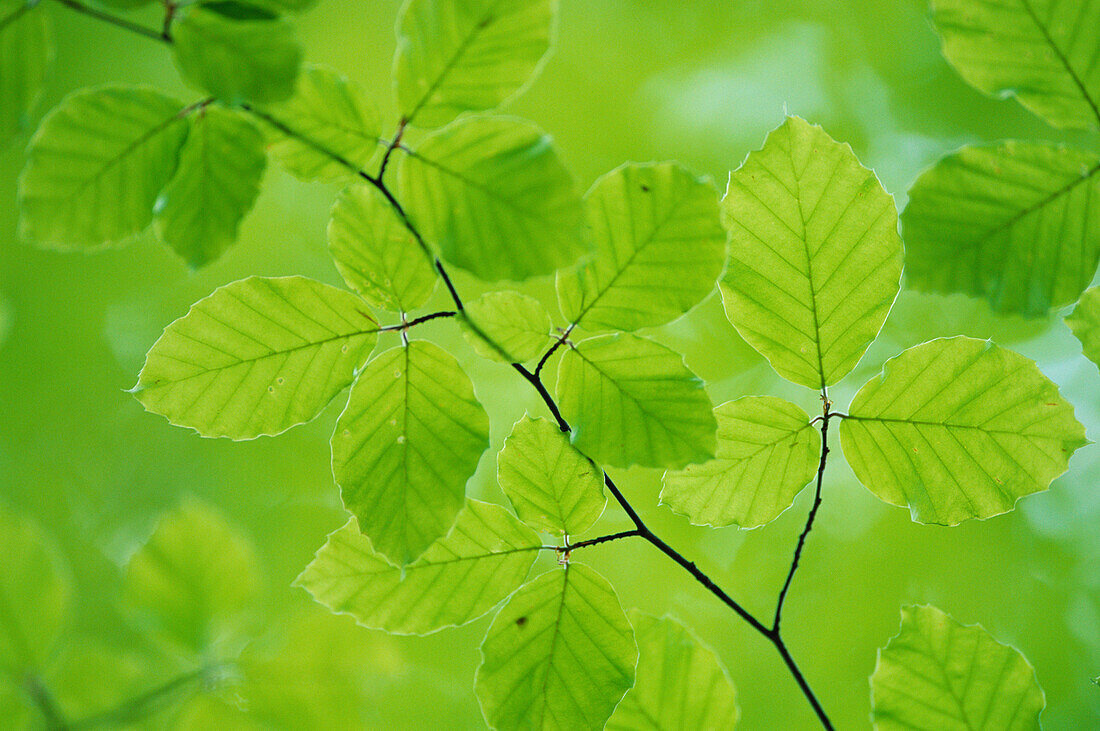 Beech-tree leaf in spring (Fagus sylvatica). Spessart, Bavaria. Germany.