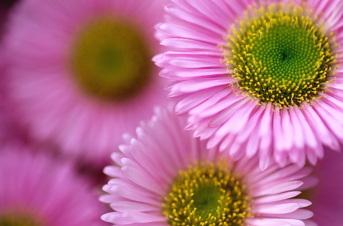 Seaside daisy (Asteraceae). Britanny. France.