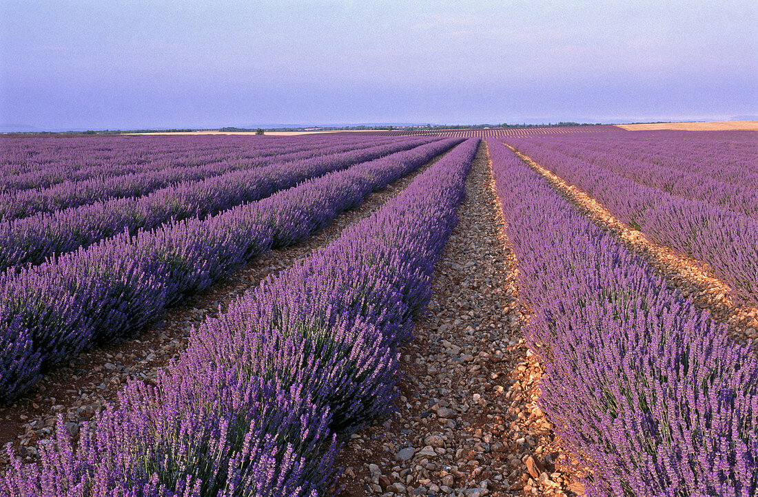 Lavender field. Plateau de Valensole near Puimoisson. Alpes-de-Haute-Provence. France.