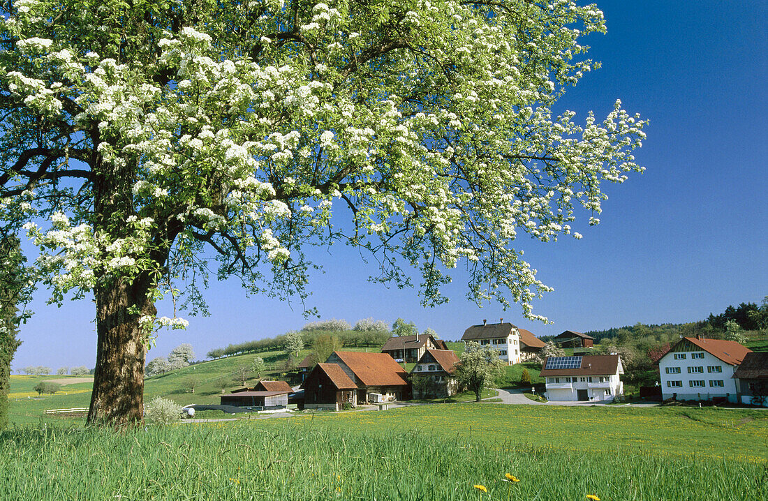 Pear tree with farm. Bodensee region. Lake Constance region. Baden-Wuerttemberg. Germany.