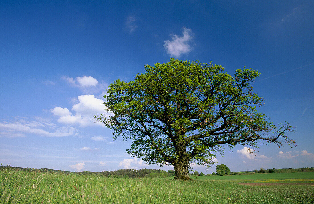 Oak tree (Quercus sp.). Bavaria. Germany.