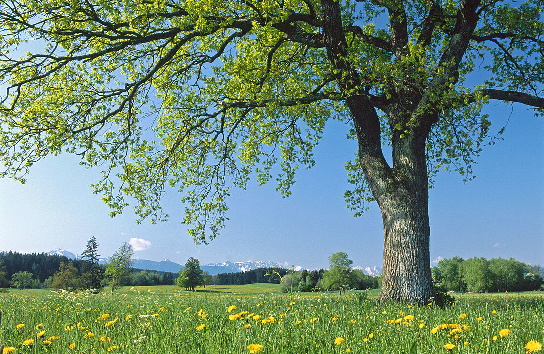 Oak tree in meadow in spring, in background the Bavarian Alps. Toelzer Land. Upper Bavaria. Germany.