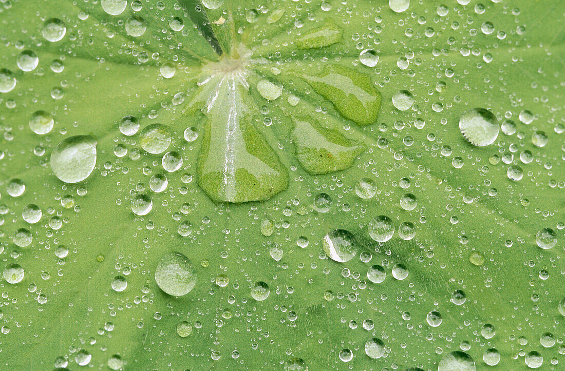 Leaf with raindrops at Lady s Mantle (Alchemilla vulgaris).