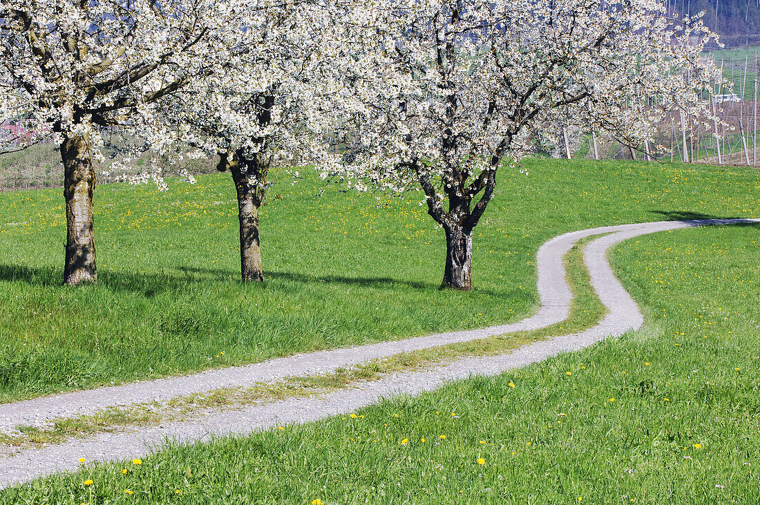Track through meadows with cherry trees. Lake Constance region, Baden-Württemberg (Baden-Wuerttemberg), Germany, Europe.