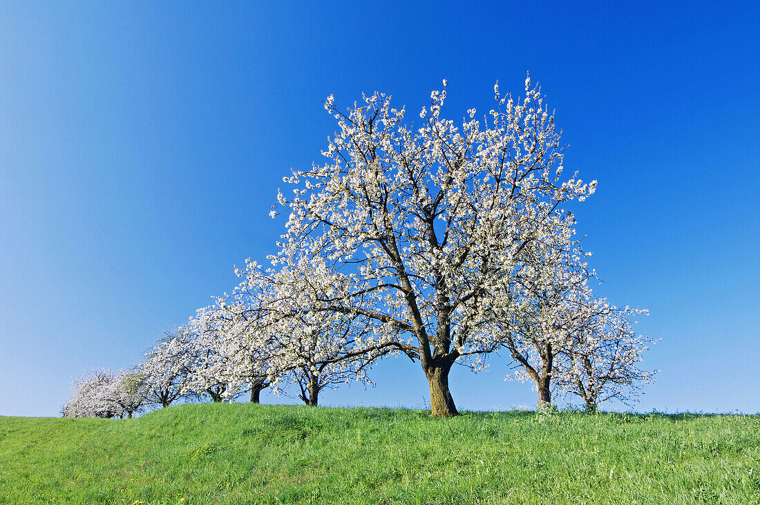 Blossoming Cherry tree in meadow. Lake Constance region, Baden-Württemberg (Baden-Wuerttemberg), Germany, Europe.