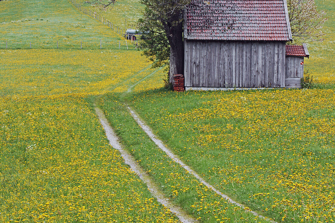 Track through meadow in spring. Allgäu (Allgaeu / Allgau), Bavaria, Germany, Europe.