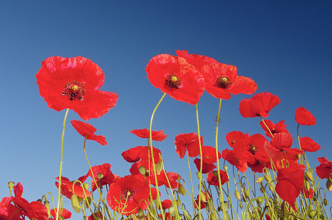 Common Poppy (Papaver rhoeas). Bavaria, Germany, Europe.