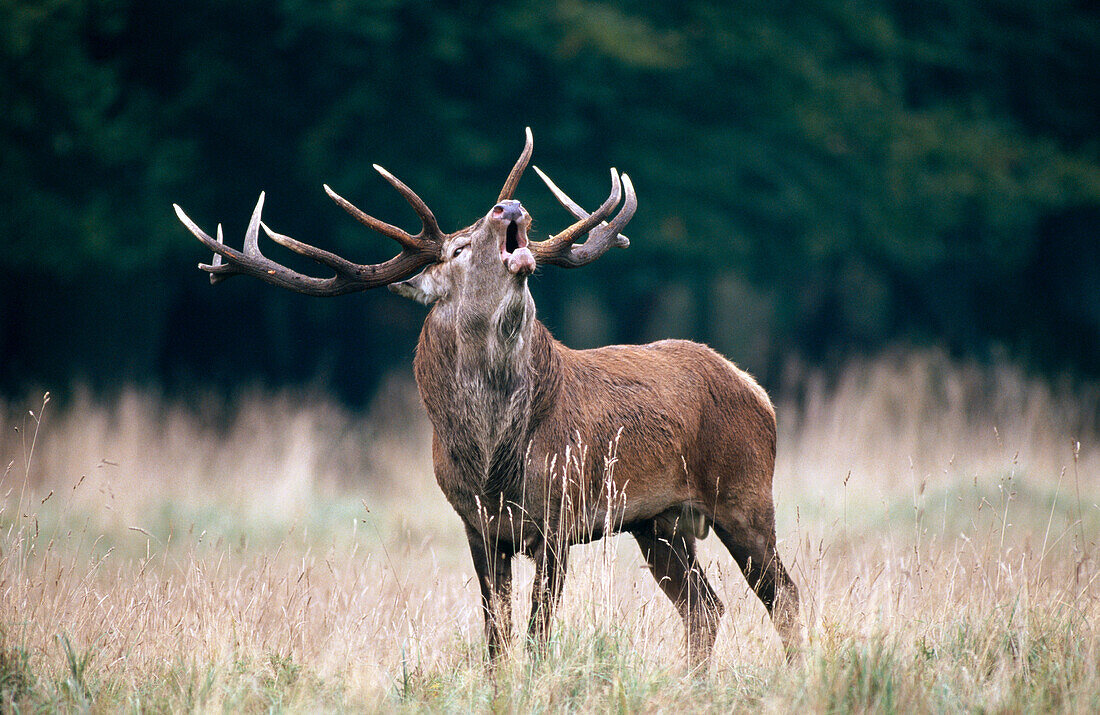 Red Deer (Cervus elaphus)