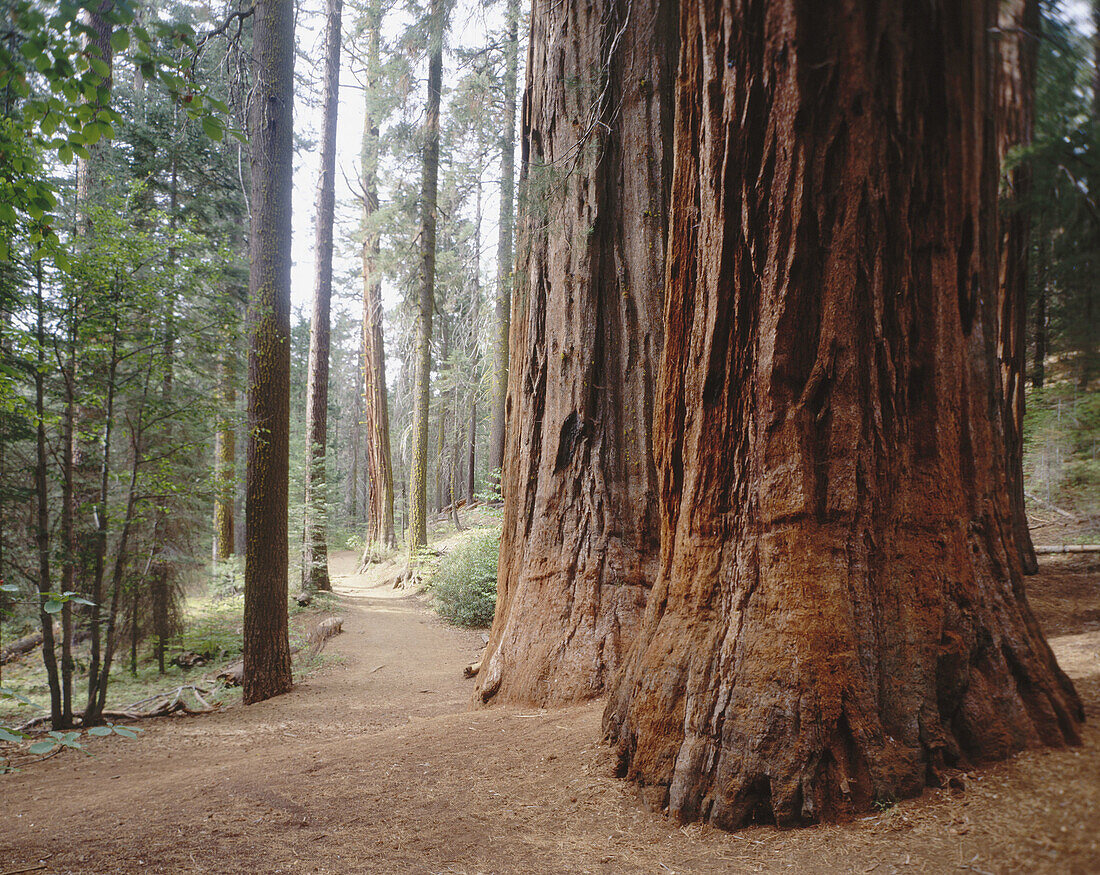 Giant Sequoia (Sequoiadendron giganteum). Trail to Merced Grove, Yosemite National Park. CA. USA