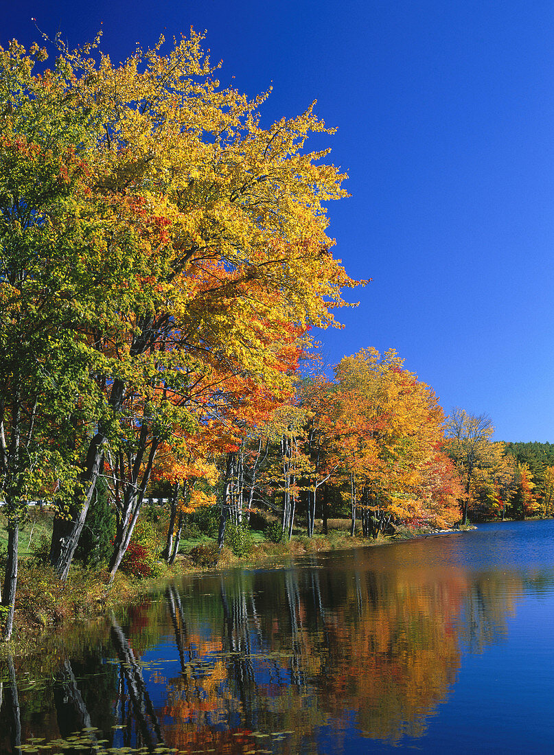 Autumn colors. New England. USA