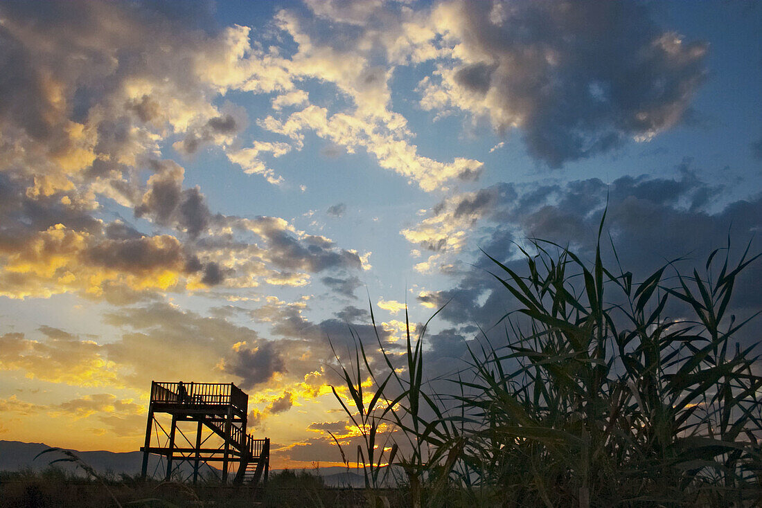 Ebro River delta Natural Park. Tarragona province, Catalonia, Spain