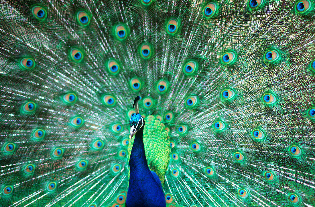 Front view peacock (Pavo cristatus) with tail spread