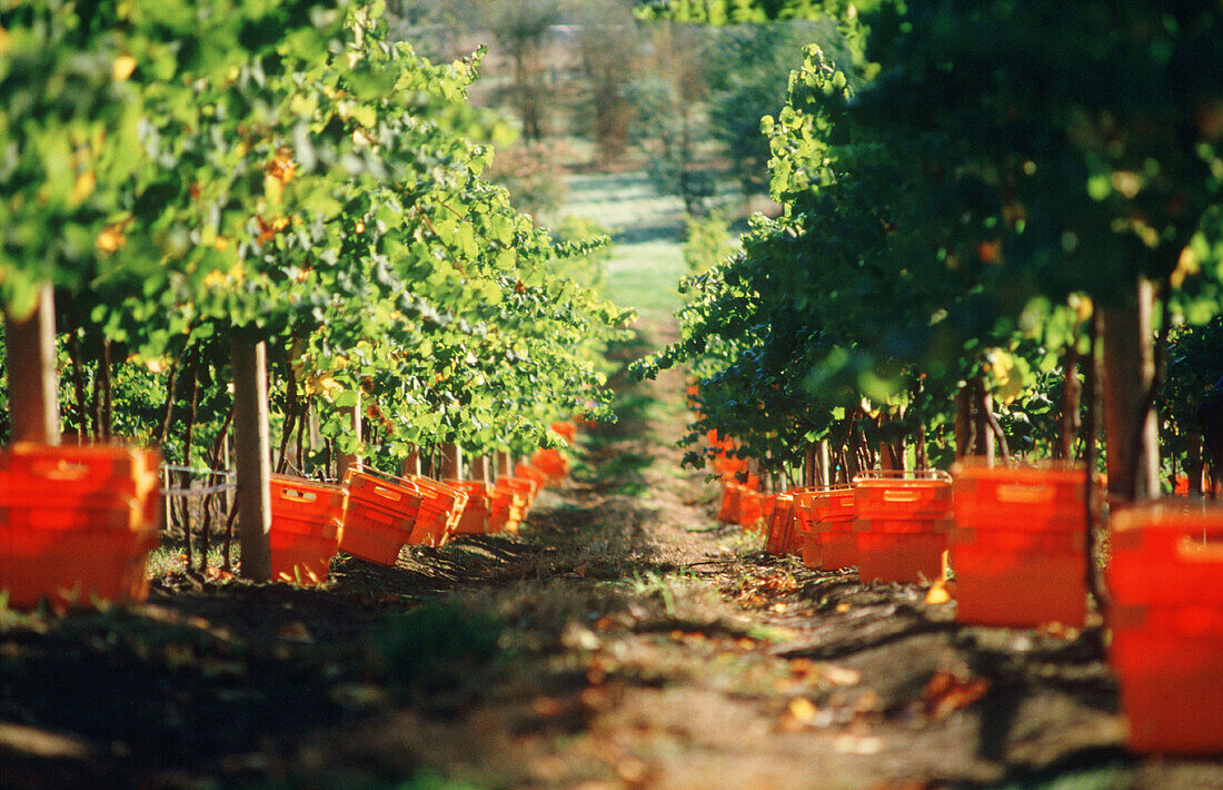 Harvesting Chardonnay wine grapes