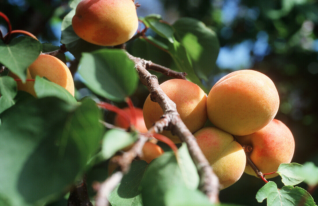 Apricots on tree