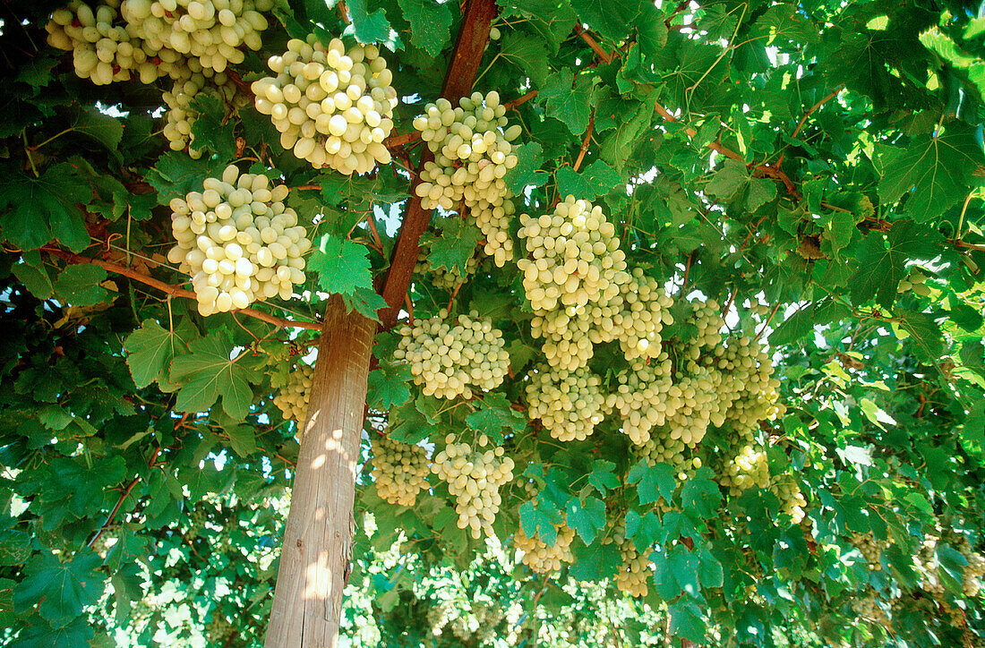 Table grapes on vines