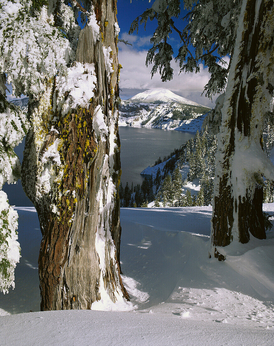 Hemlock trees (Tsuga sp. ) in winter snow above Crater Lake. Crater Lake National Park. Oregon. USA