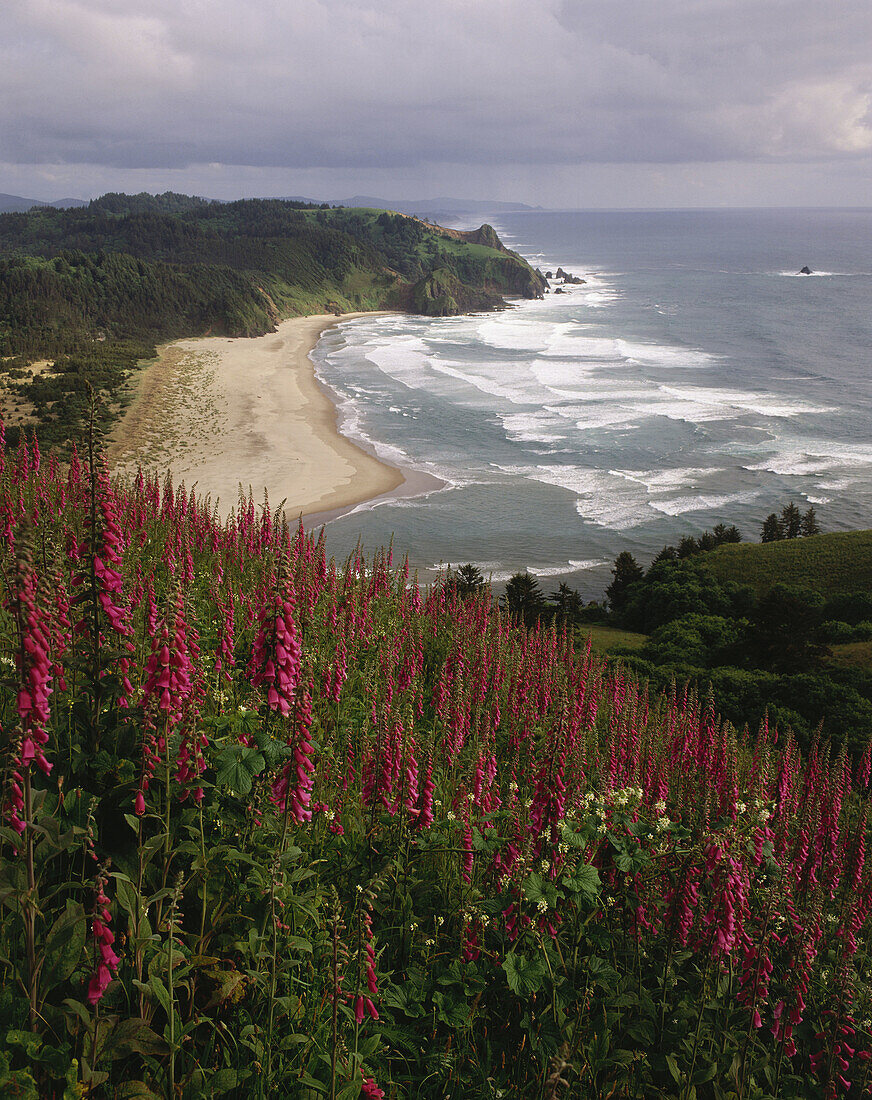 Foxglove (Digitalis spp. ) blooms on hills above coast. Cascade Head. Oregon. USA