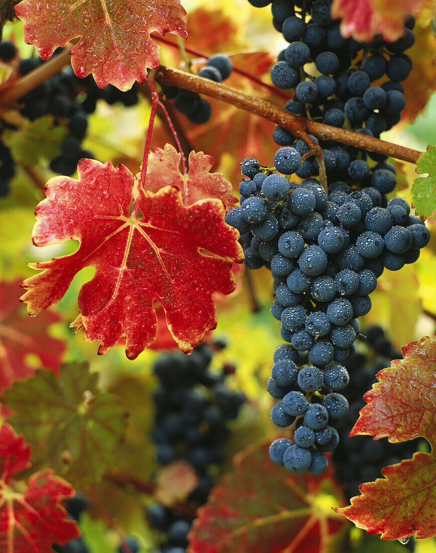 Cabernet grapes in autumn. Oregon