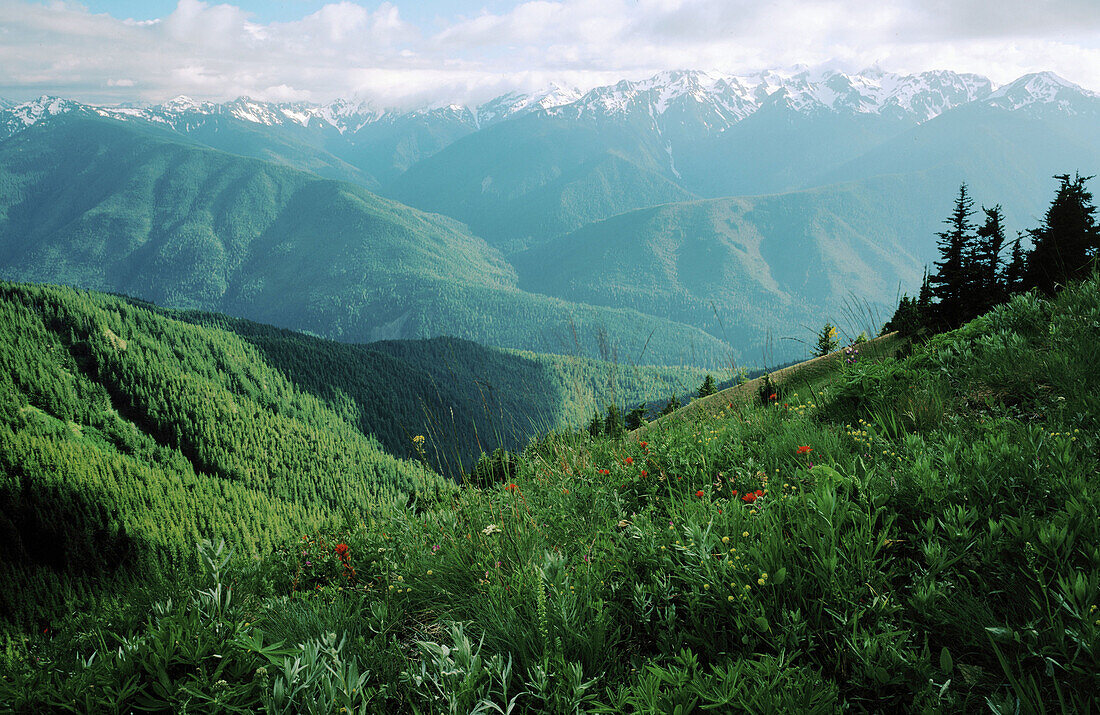 Summer wildflowers bloom in a mountain meadow below the Olympic Mountains. Hurricane Ridge, Olympic National Park. Washington. USA