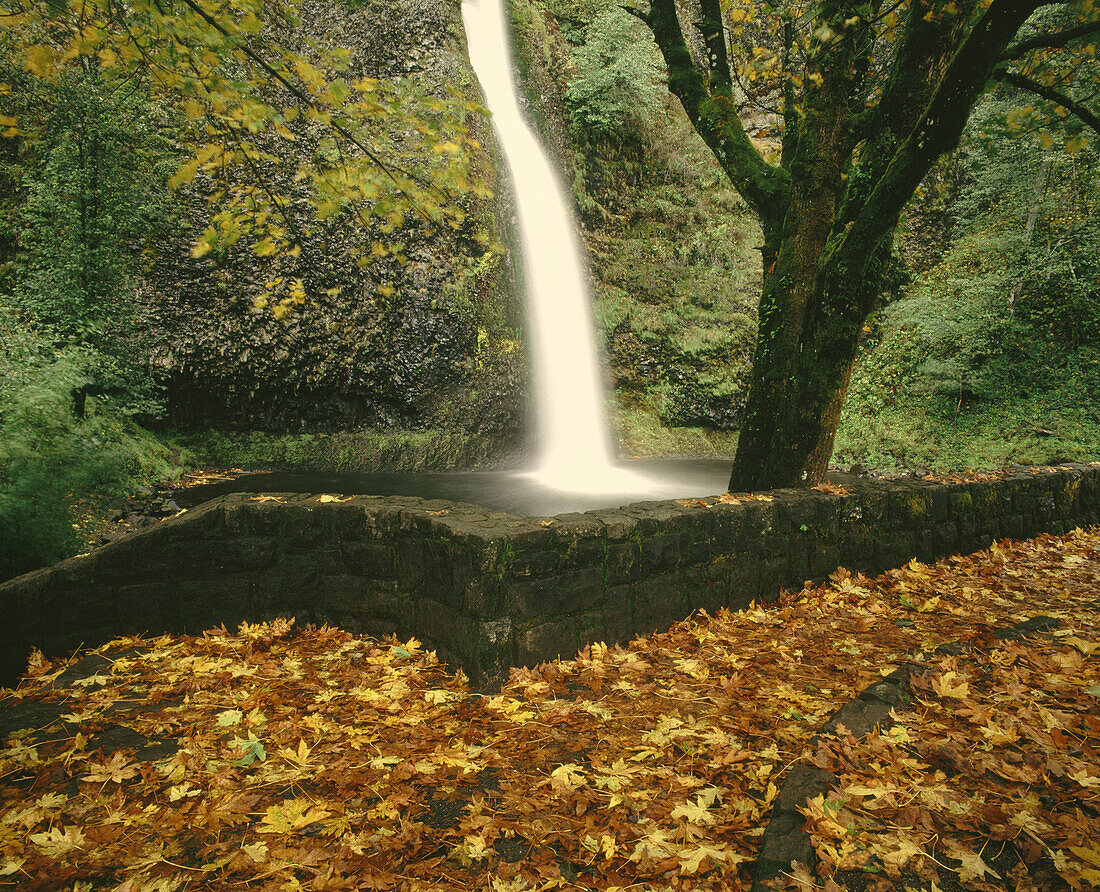 Horsetail falls in autumn. Columbia River Gorge NSA. Oregon. USA