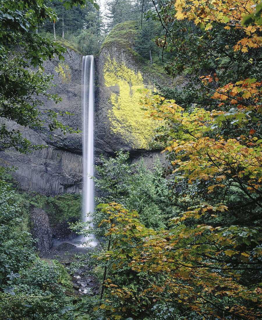 Latourell Falls. Columbia River Gorge National Scenic Area. Oregon. USA