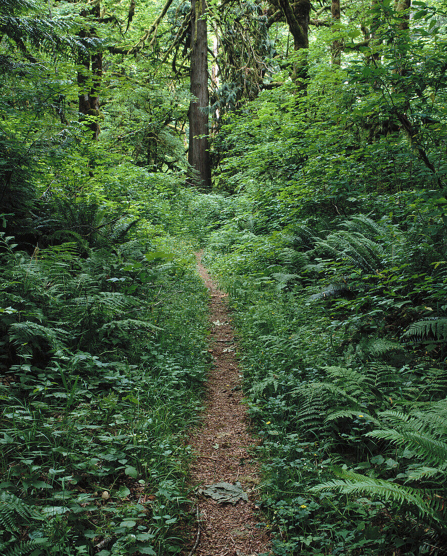 Trail in the Mt. Baker-Snoqualmie National Forest. Skagit County. Washington. USA