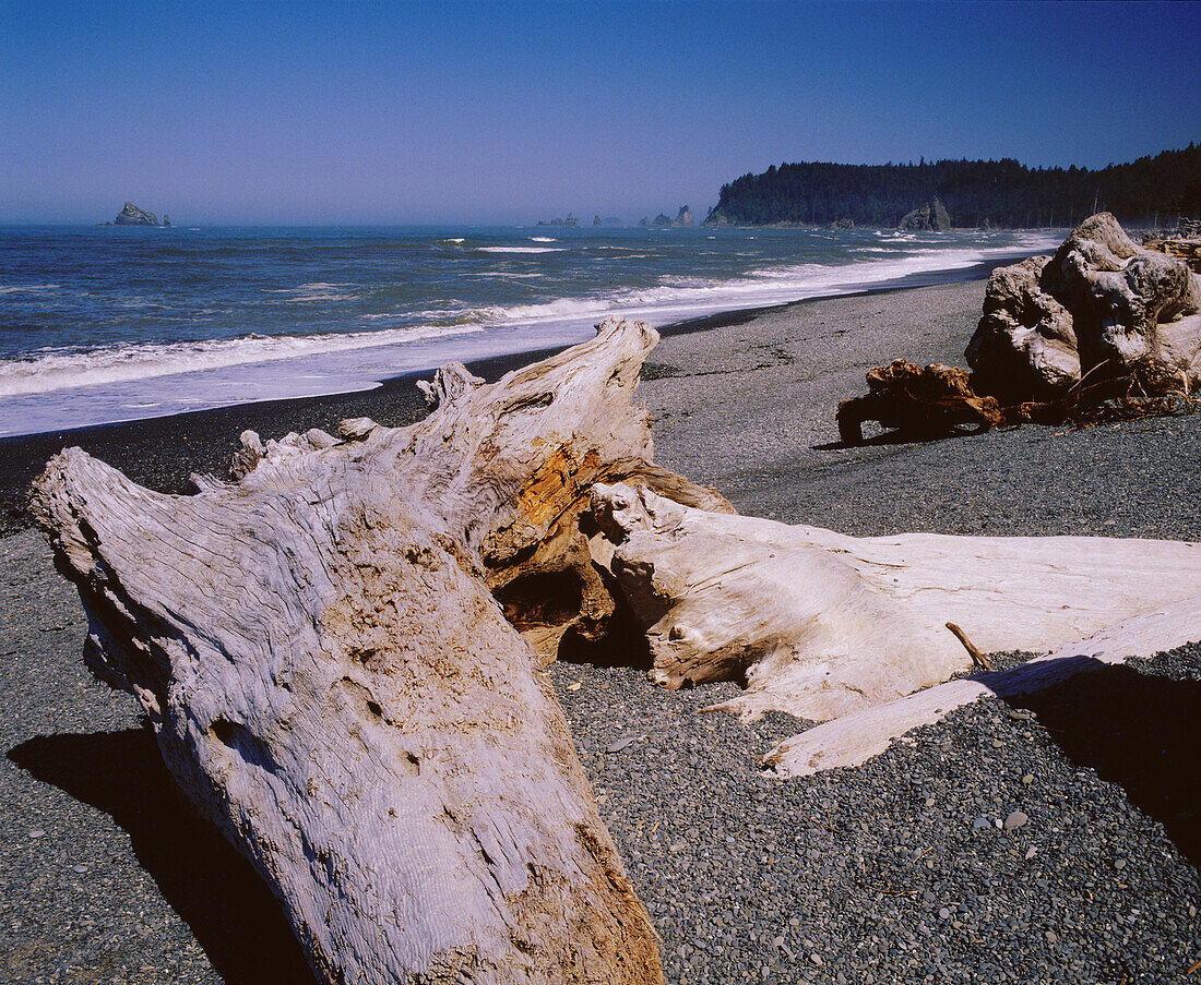 Drift logs along Rialto Beach in Olympic Seashore. Olympic National Park. Washington