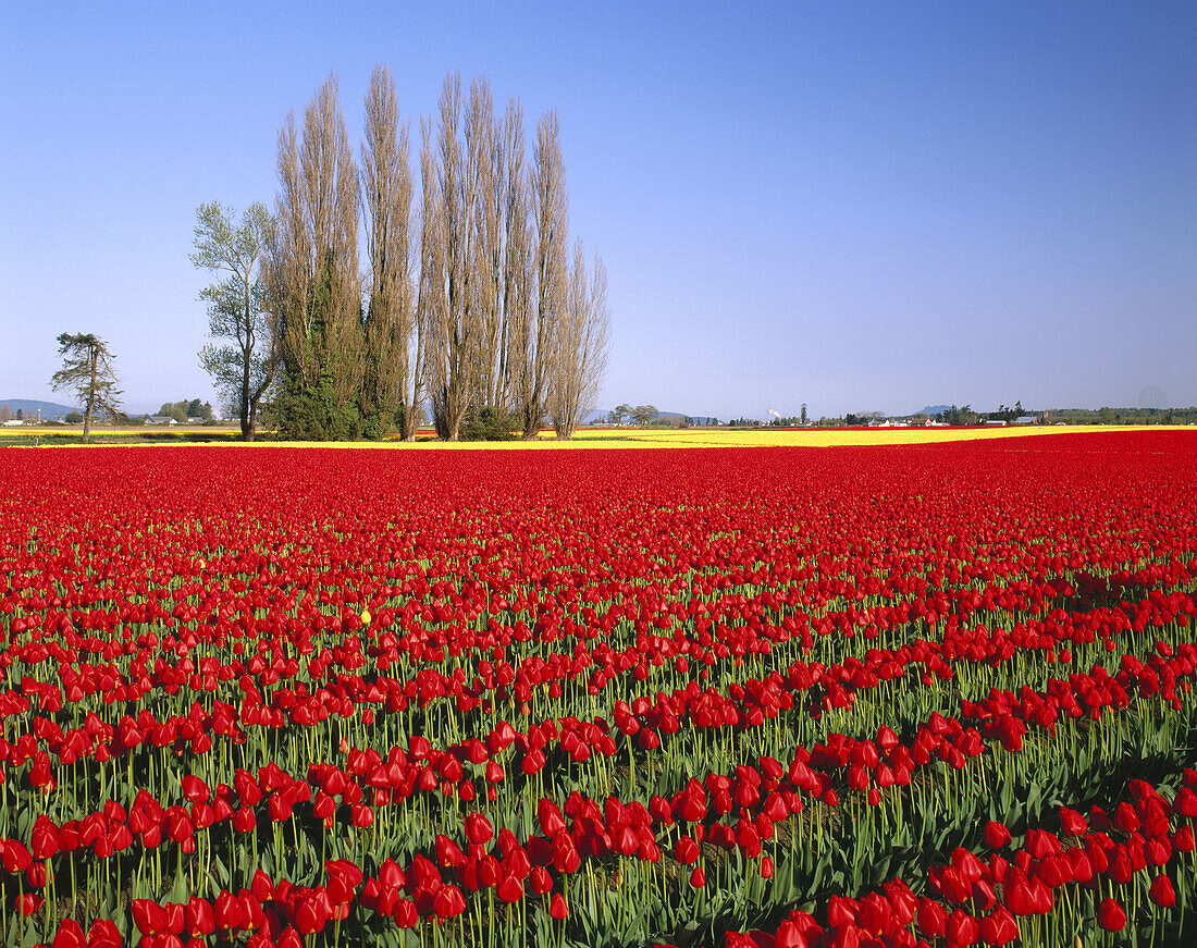 Tulip field and lombardy poplar trees (Populus Nigra Italica ). Spring. Skagit Valley. Skagit County. Washington. USA