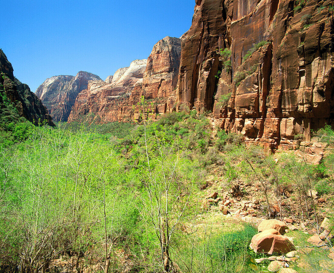 Zion Canyon from Weeping Rock. Zion National Park. Utah. USA