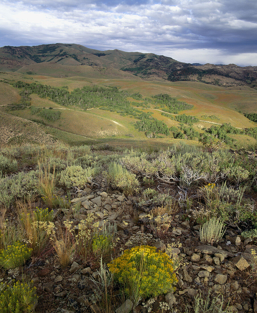 Copper Basin. Jarbidge Mountains. Elko County. Nevada, USA