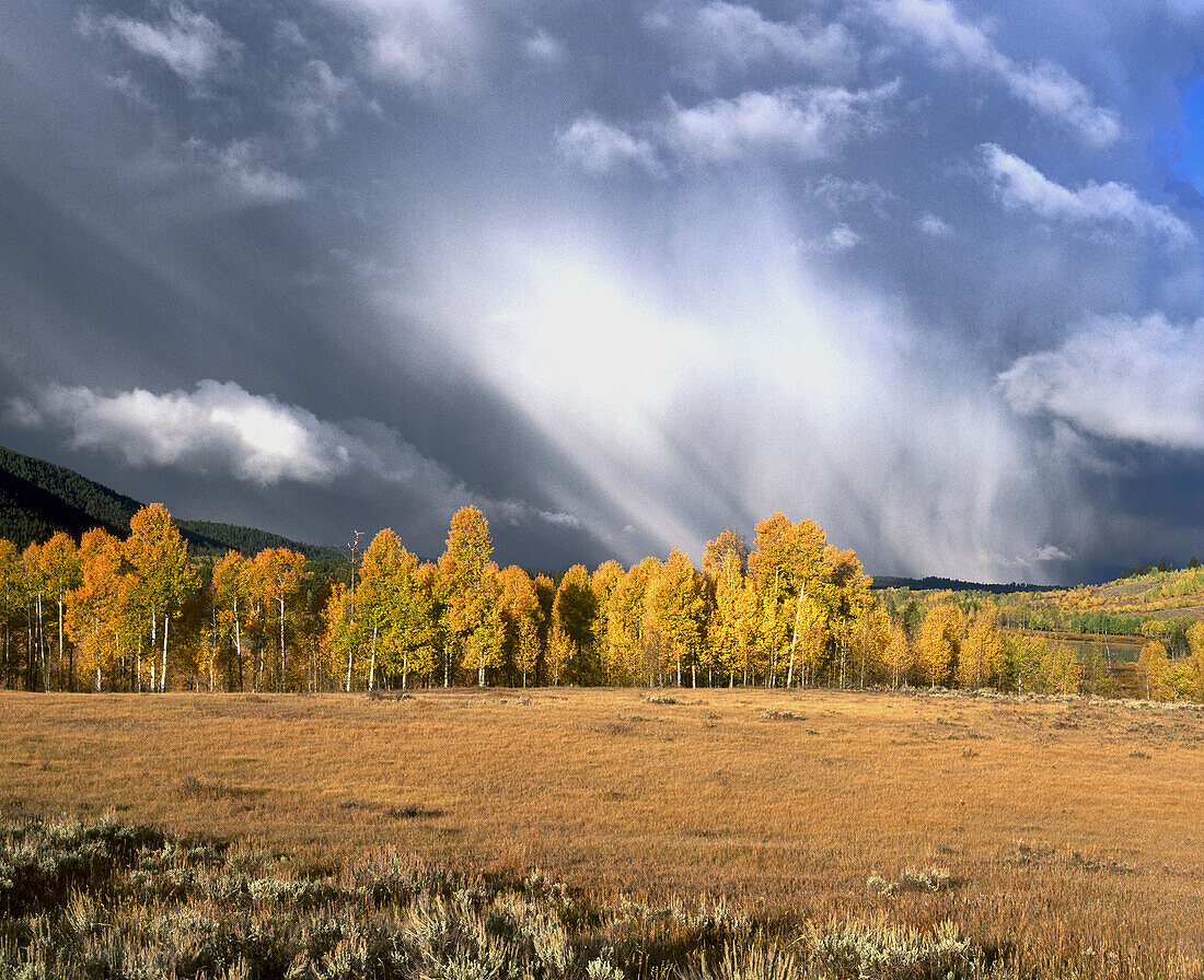 Autumn aspen trees in Oxbow Bend. Grand Teton National Park. Wyoming, USA