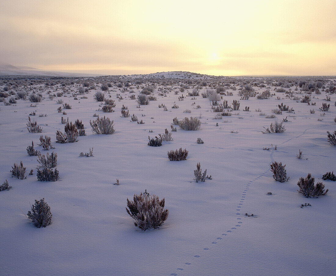 Animal tracks in snow near Jordan Valley. Malheur County. Eastern Oregon. USA