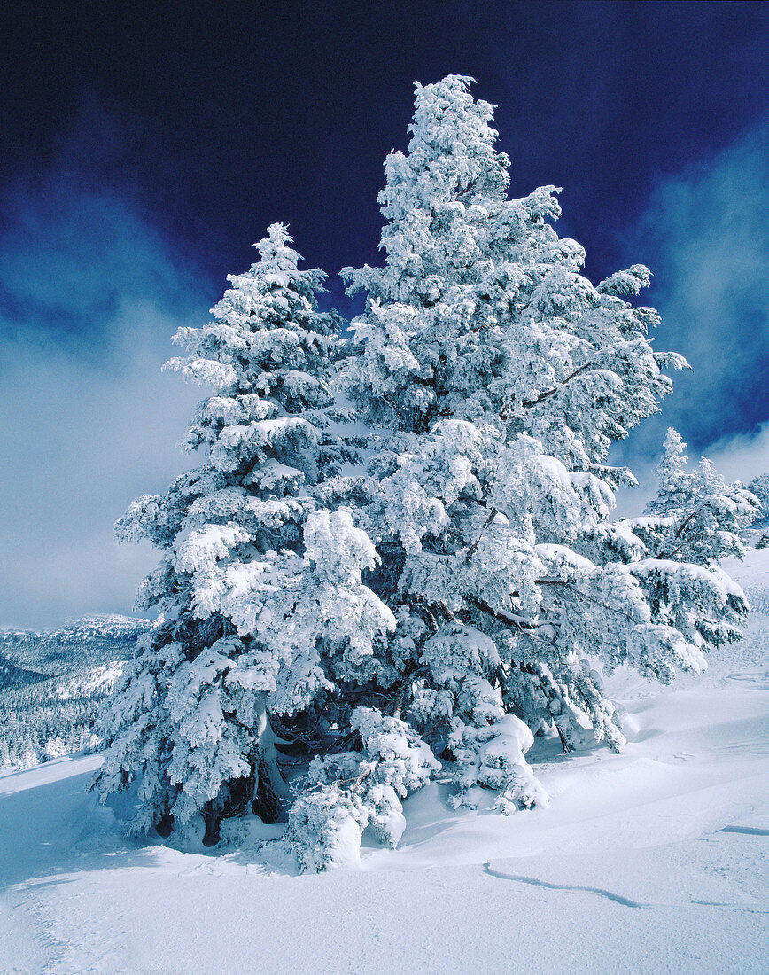 Snow laden fir trees on Tumalo Mountain. Deschutes National Forest. Deschutes County, Oregon, USA.