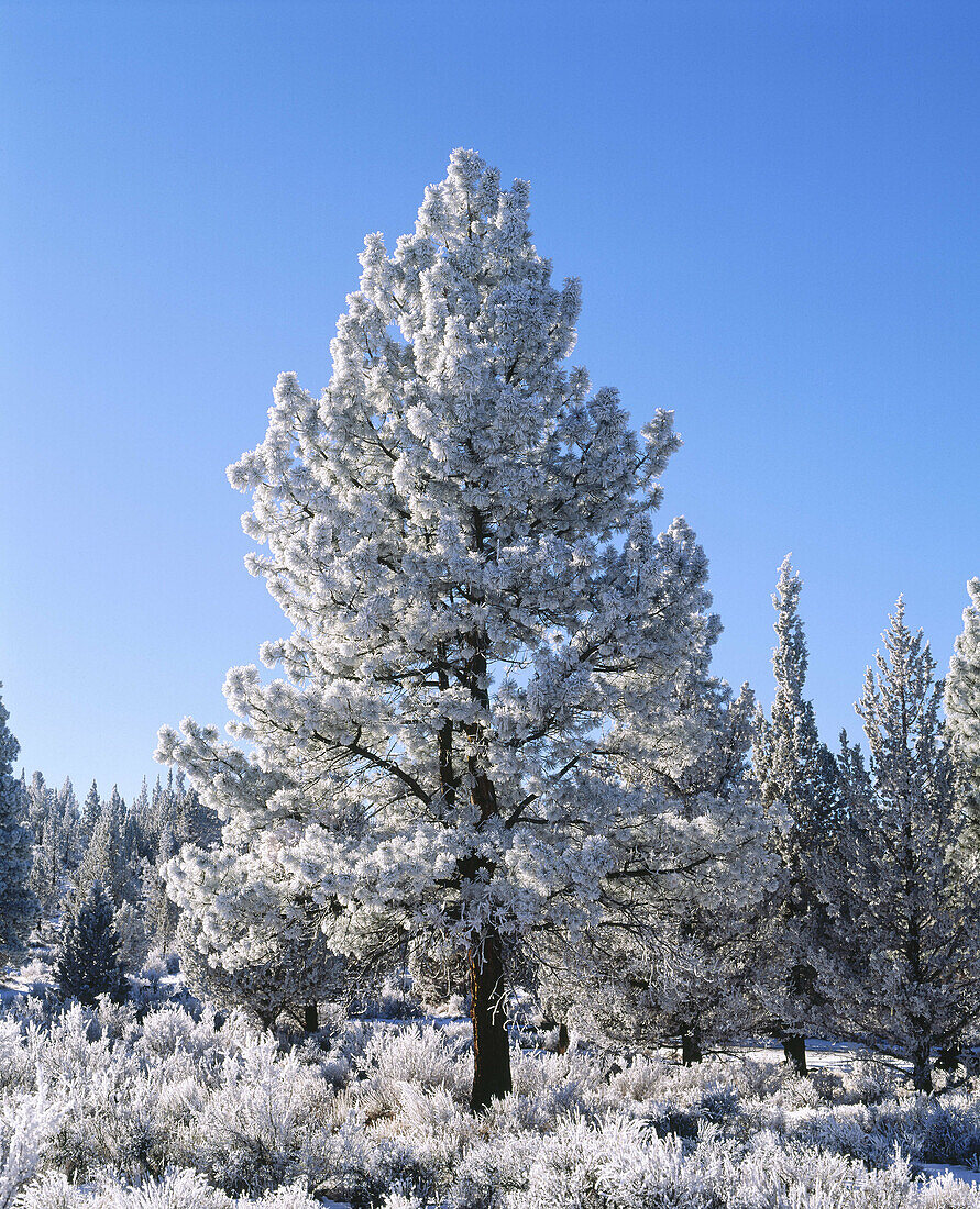 Hoar frost and ponderosa pine tree (Pinus ponderosa). Sundance Ranch. Bend. Deschutes County. Oregon. USA
