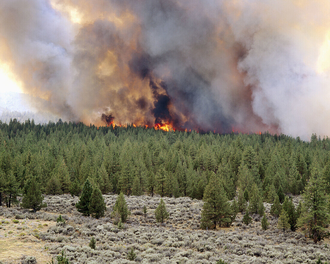Forest fire in Deschutes National Forest. Central Oregon. USA