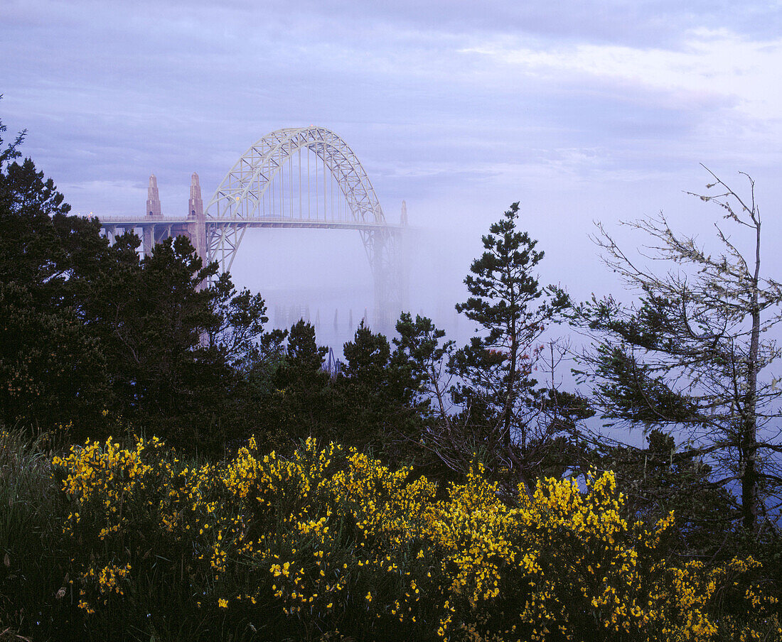 Scotch broom (Cytisus scoparius) and Yaquina Bay Bridge in fog. Newport. Lincoln County. Oregon