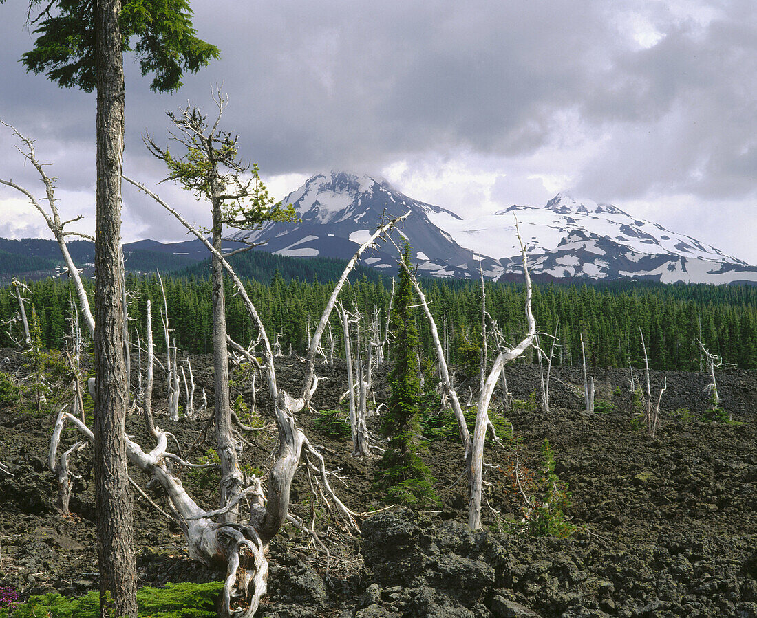 Old pine snags in Belknap lava flow. North and middle Sisters. Cascade Range. Willamette National Forest. Oregon. USA
